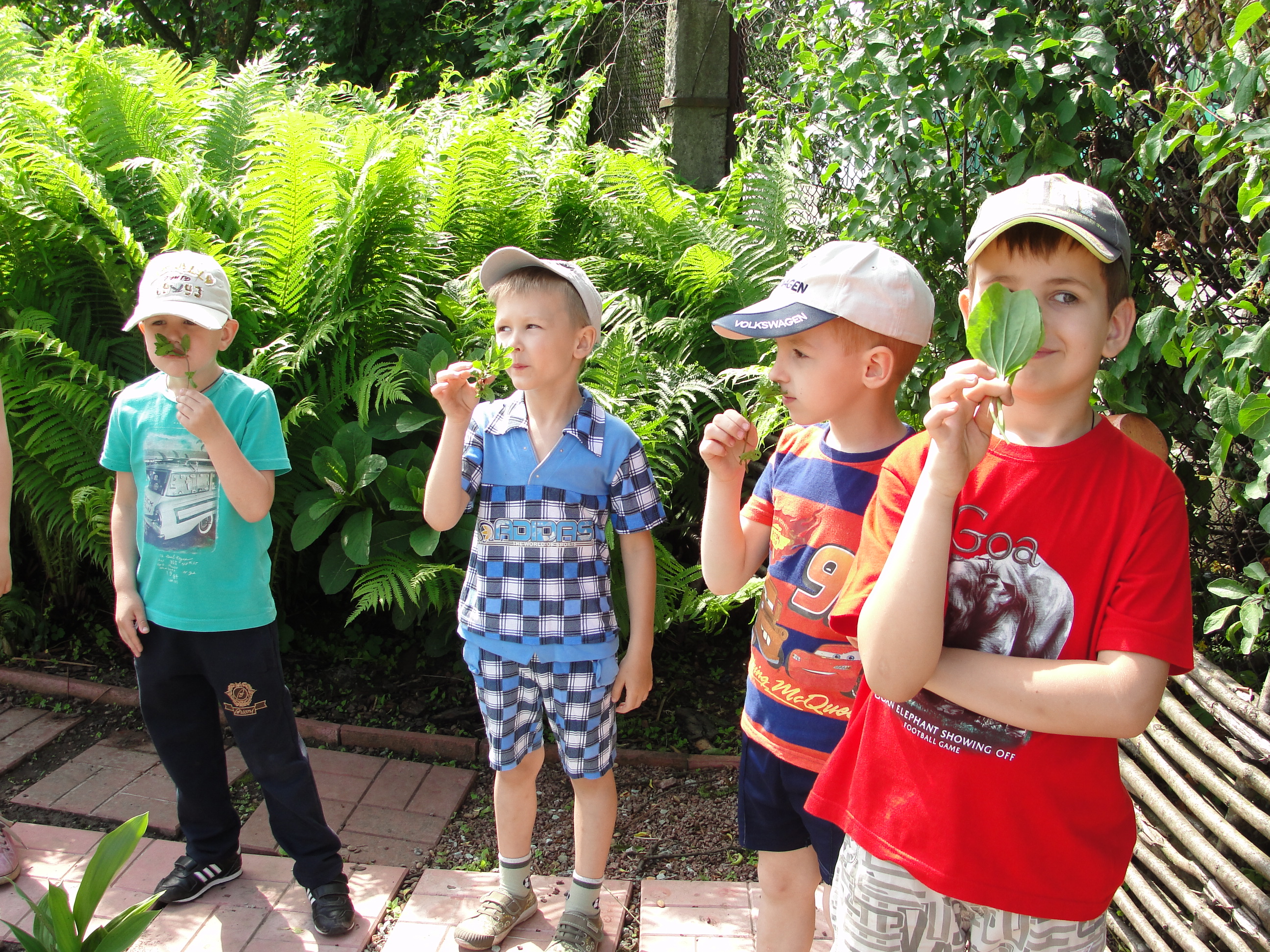 Лікарські рослини